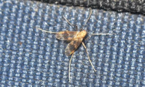Apsectrotanypus trifascipennis